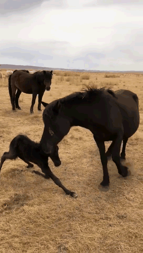 小马第一次蹒跚学步,老马胎盘外露跑圈儿鼓励
