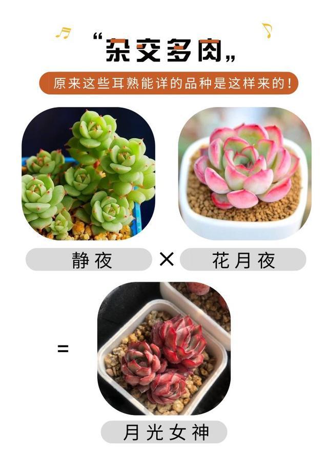 长知识!混血多肉就是好看,这10个多肉杂交公式果断收藏了