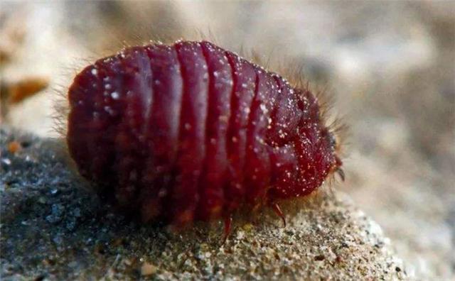 有种虫子藏在仙人掌当中,它是名贵口红的制作原料,1公斤80美元