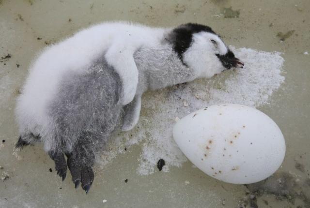 帝企鹅为何会在南极的冬季孵蛋原来雄性企鹅有对付严寒的绝招