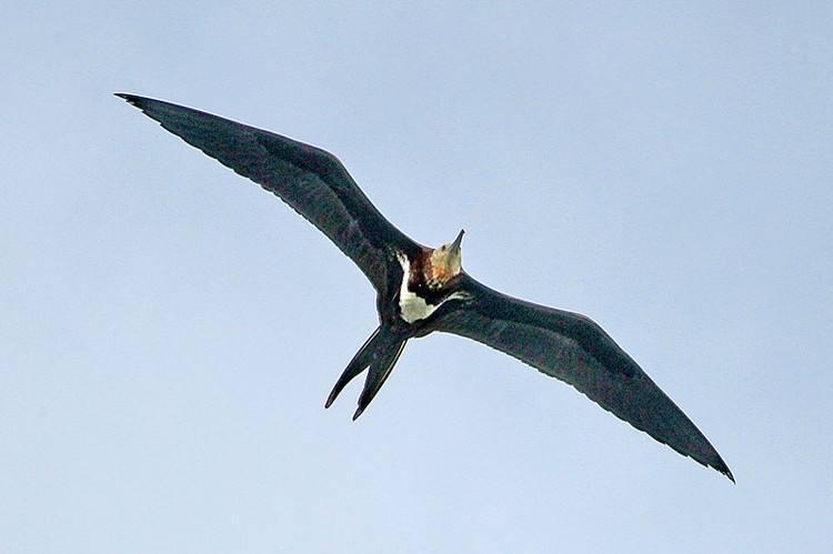 那就不是军舰鸟了,而是另一种"长途飞行冠军"雨燕,特别是尖尾雨燕
