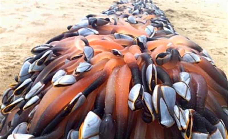 海边飘来神秘棒槌上面的肉状物蠕动着竟是渔民哄抢的宝物