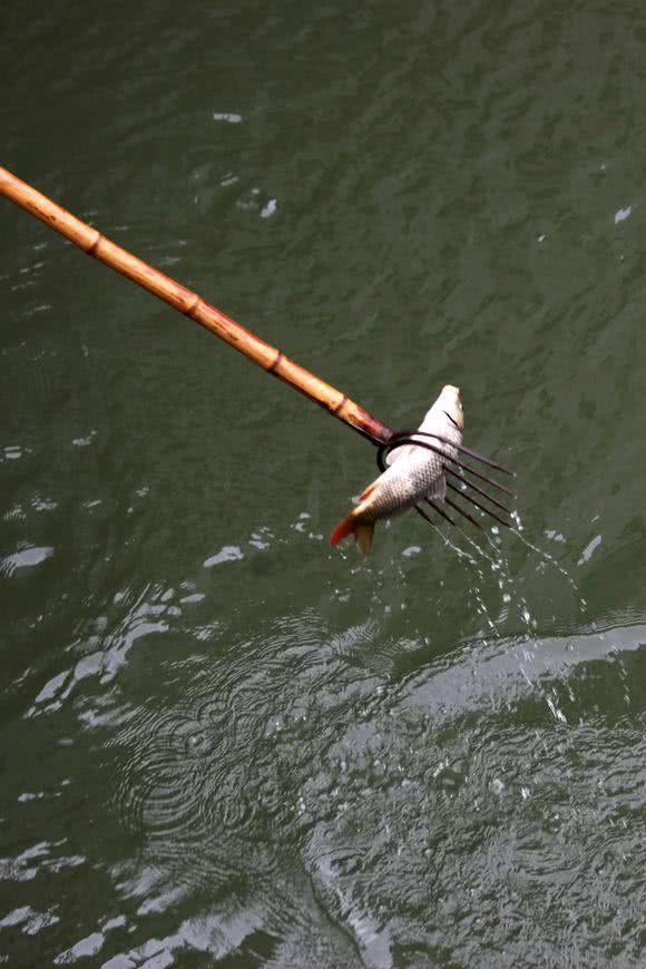 叉鱼这种野蛮的逮鱼方法,既刺激又考验着人的智慧|鱼|鱼叉|钢叉_新浪