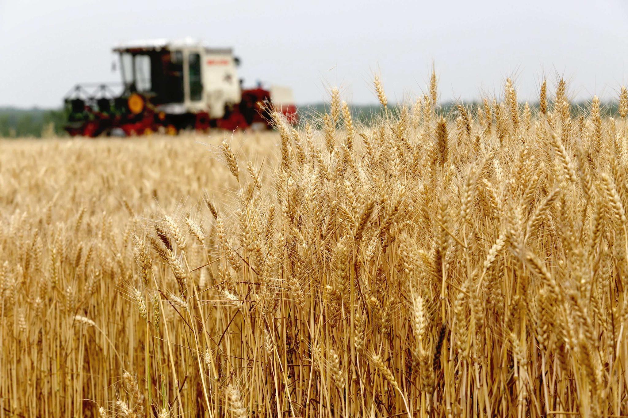 小麦丰收本是件让人开心的事,但如何处理却让农民犯愁!为啥?