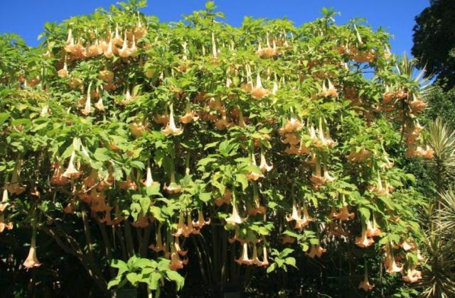 大花曼陀罗为何被称为“天使的号角”?它的花朵为何会倒着长呢?|曼陀罗|大花|号角_新浪新闻