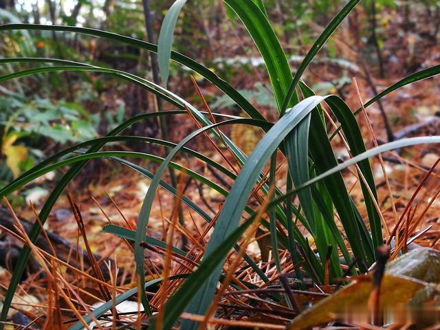 野生兰花生长在什么地方?常见的地理特征是这样的,你知道吗