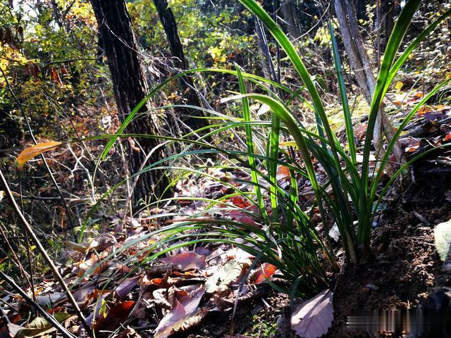 野生兰花生长在什么地方?常见的地理特征是这样的,你知道吗