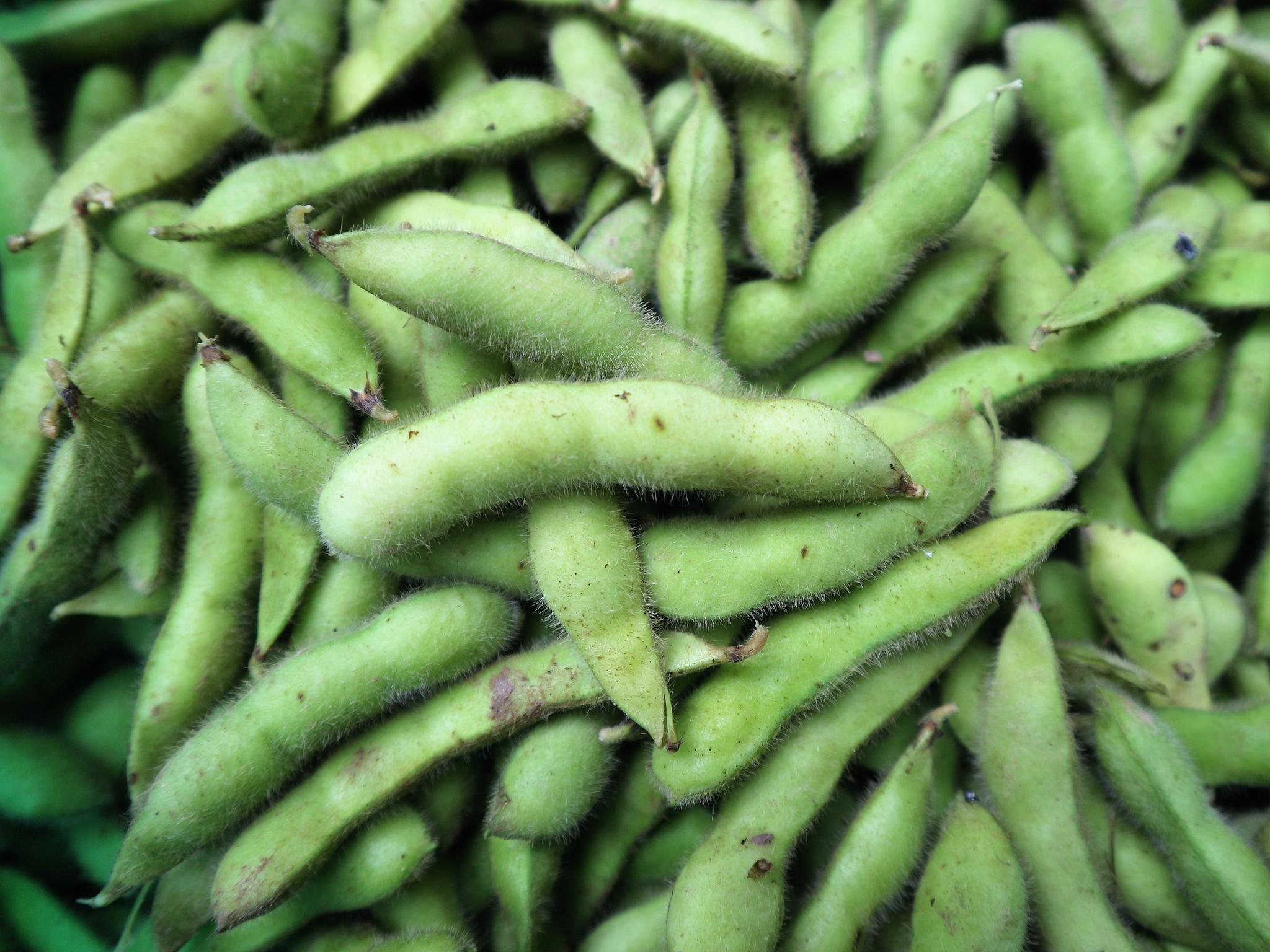 农民把不成熟的大豆提前采摘20天,一亩多赚6000元,值得借鉴吗?|大豆|