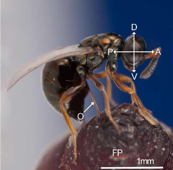 金小蜂|交配|性行为_新浪新闻