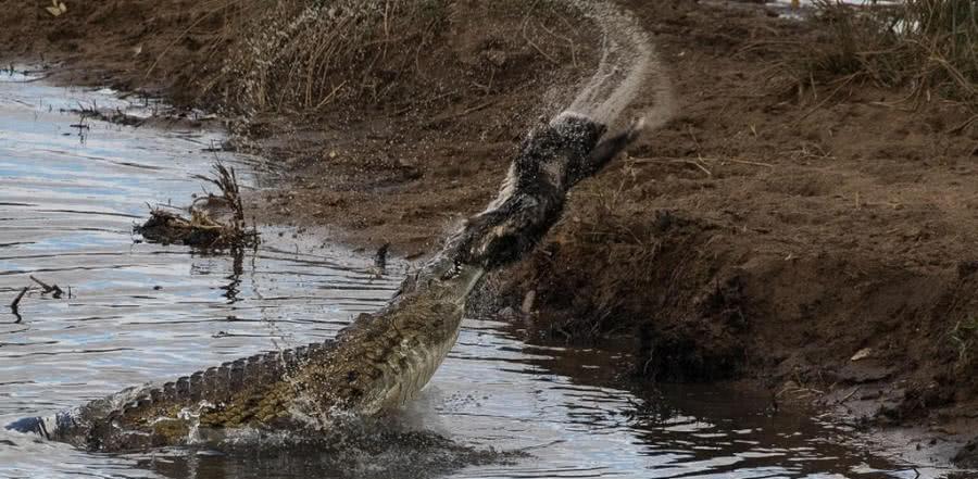 平头哥又惹祸了!这次它"怼"的是鳄鱼,结果被摔死后扔到岸上