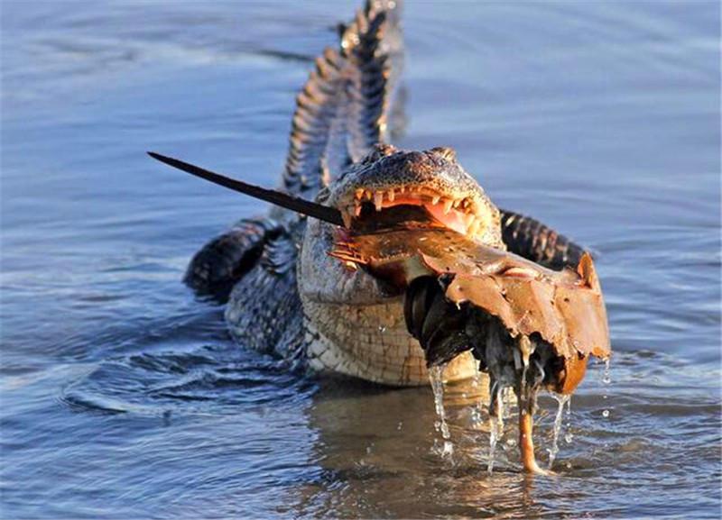 新浪看点# 鳄鱼捕食螃蟹后无法下咽,于是. 来自小宠大仁 - 微博