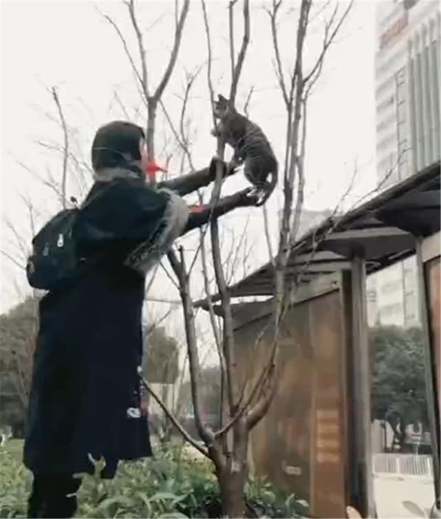 流浪猫被狗追上树，狗走后猫恐高不敢下来，好心人的举动暖心了…|猫咪|狗子|流浪猫_新浪新闻