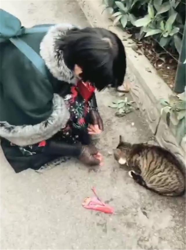 流浪猫被狗追上树，狗走后猫恐高不敢下来，好心人的举动暖心了…|猫咪|狗子|流浪猫_新浪新闻