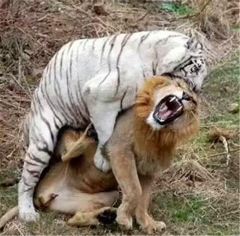 老虎和狮子之间的亲密日常生活,明明是情侣却像是一对敌人一样