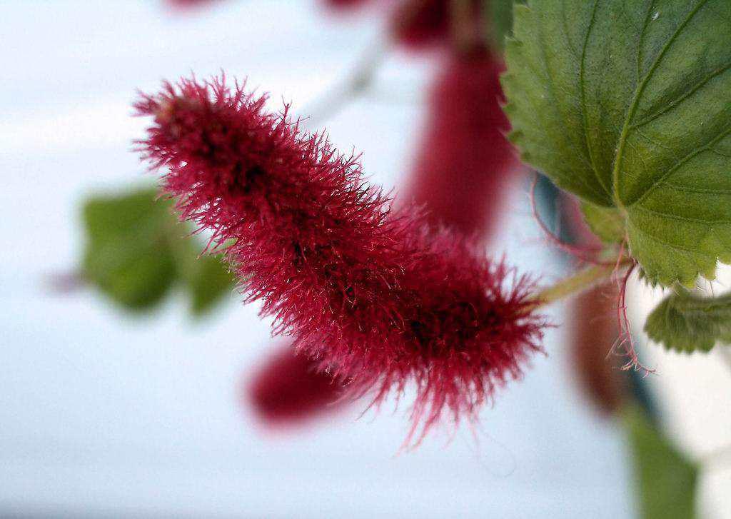 家里要是有这么一盆红色狗尾巴草,那么在朋友邻居之间可算是太有面子