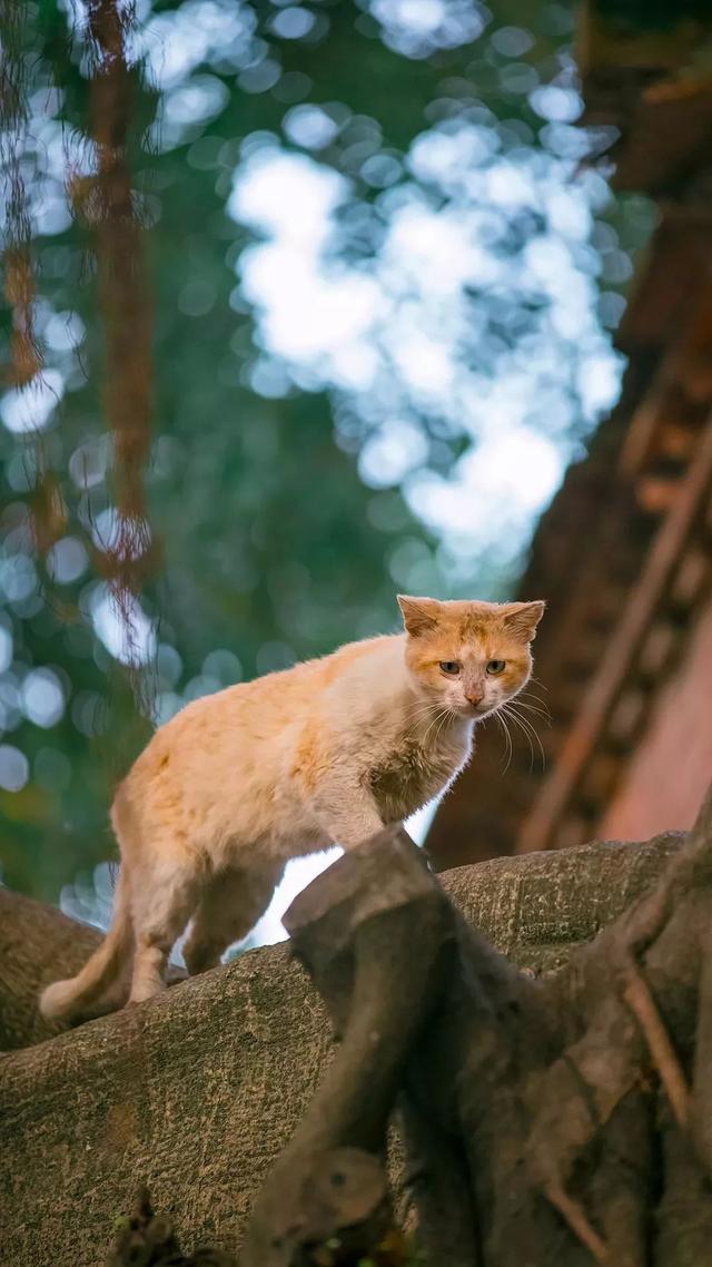 中国猫岛厦门鼓浪屿的猫咪太让人羡慕这只猫还成了明星猫
