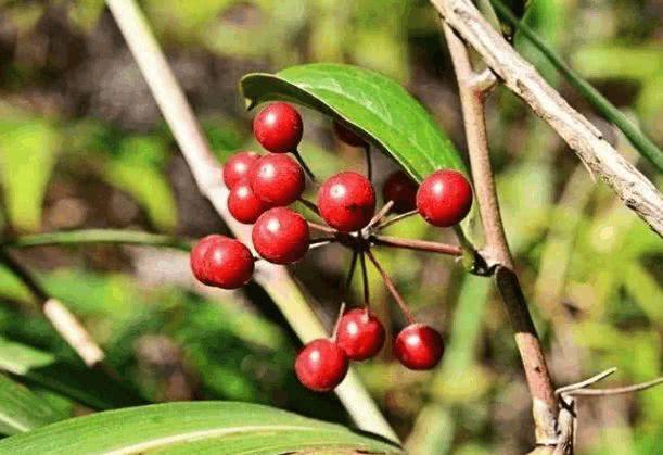 山里这果子口感极好,但药效却失传,很多人不知道怎么用