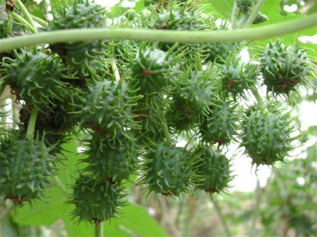 农村这个农作物有剧毒,种子可榨油,经济价值高却不能吃
