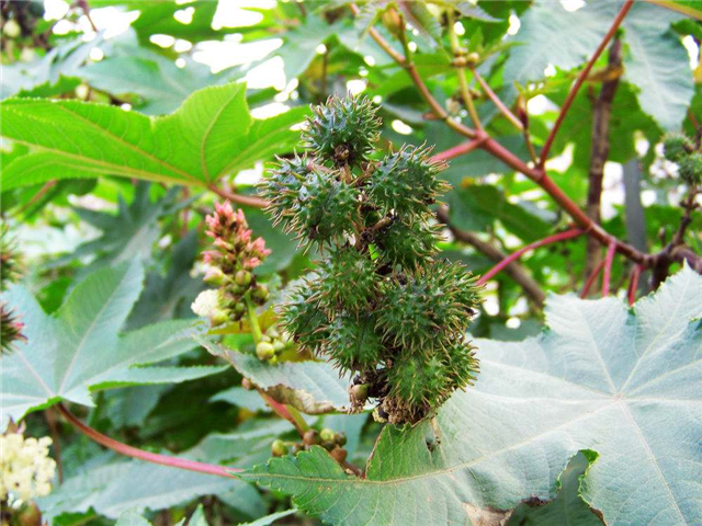 农村这个农作物有剧毒,种子可榨油,经济价值高却不能吃|蓖麻|榨油