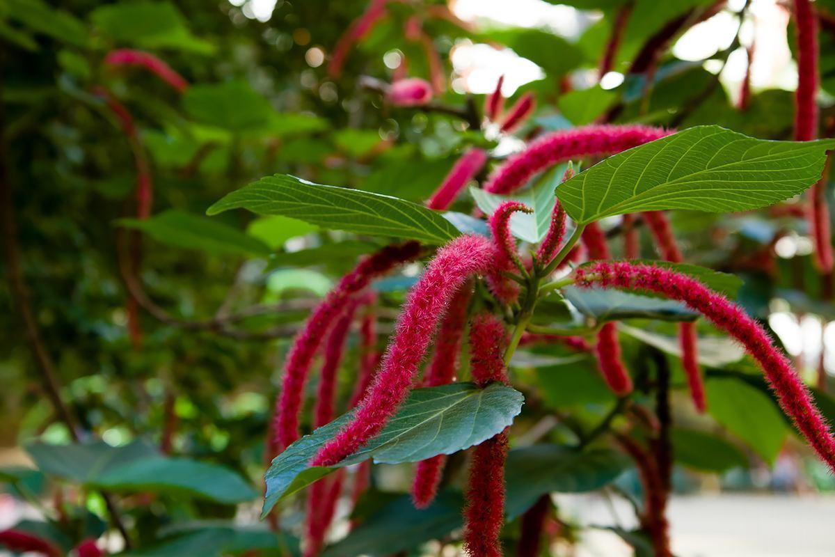 人人都见过"狗尾巴花",可你见过艳红色的吗,太独特了!