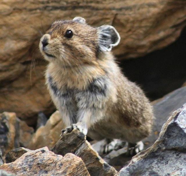 鼠兔不是老鼠!青藏高原的人曾因为一个误解,深深地伤害了它们!