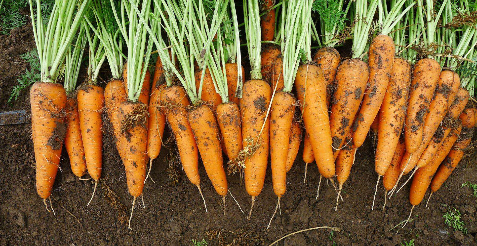 别家地里的胡萝卜又大又甜让人羡慕?掌握这几点,你也可以!