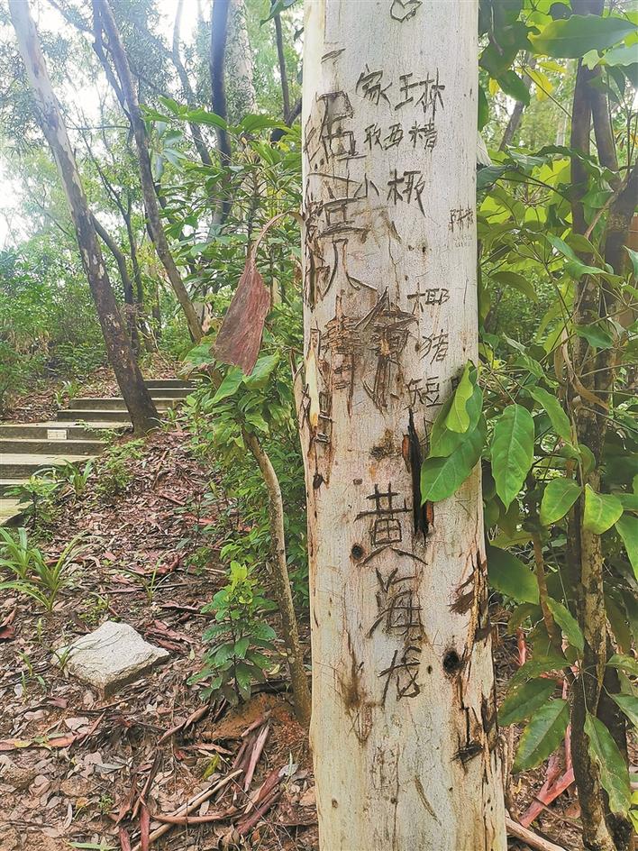 莲花山公园登山道树木被刻"到此一游"