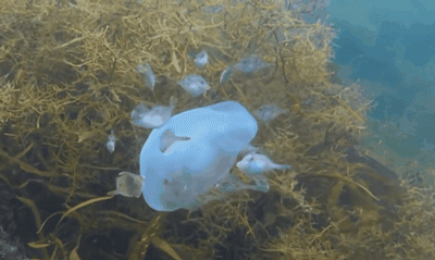 海水污染反而使其数量大增|水母|海水|螅_新浪新闻