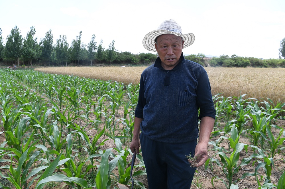 6月8日,河北平山县西水碾村,郄大爷和他的玉米地。新京报记者 王颖 摄
