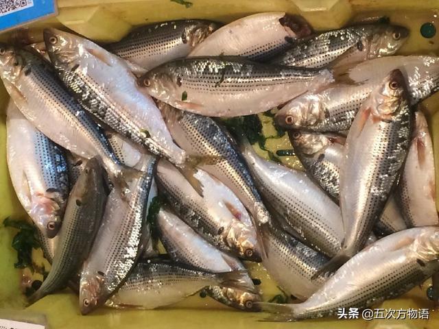 真假沙丁鱼_五次方物语_新浪博客