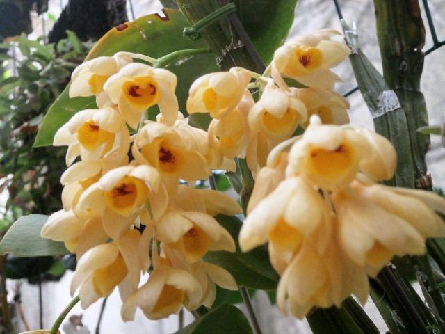 被称为"父亲节之花"的具槽石斛,花姿优雅,玲珑可爱!