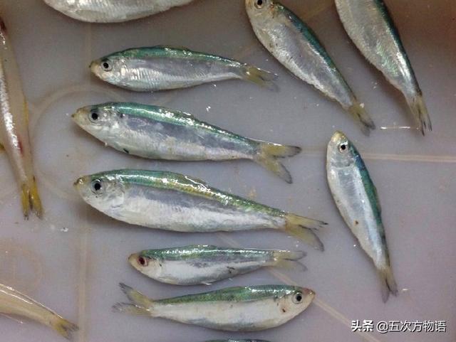 真假沙丁鱼_五次方物语_新浪博客
