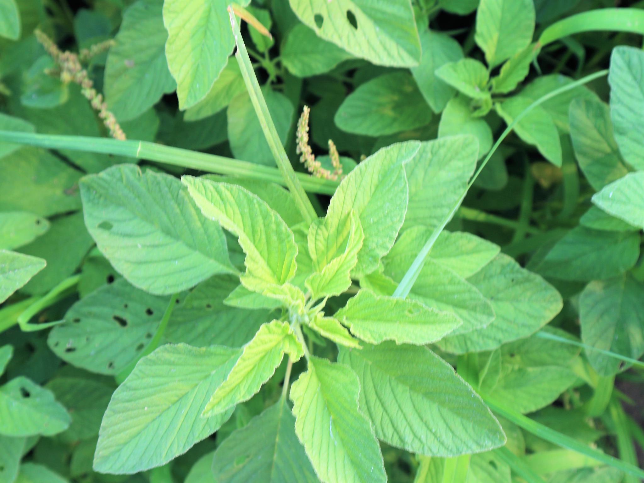 被農民遺棄的一種野菜城裡人視為稀罕物售價每斤8元