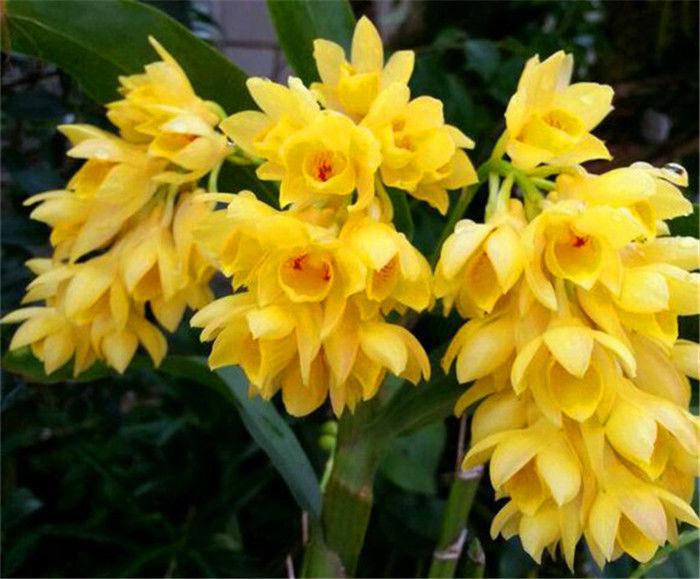 被称为"父亲节之花"的具槽石斛,花姿优雅,玲珑可爱!