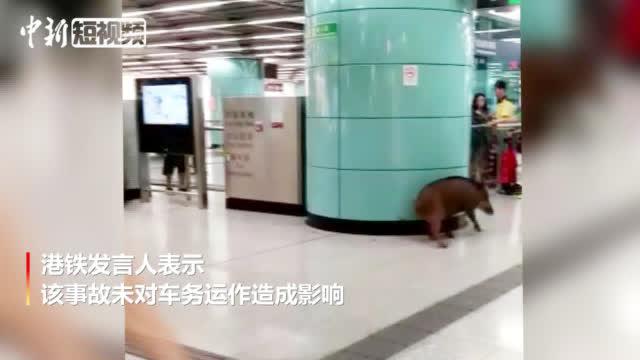 横冲直撞1:受伤野猪闯入港铁站内横冲直撞 一名女乘客被撞倒