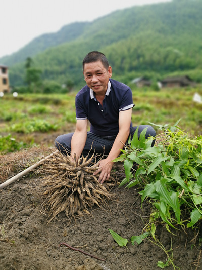 罗国平在地里查看已成熟的中药材百部.