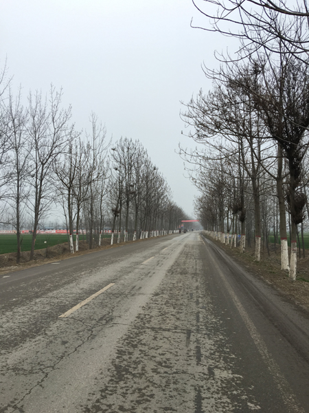 许家印省亲背后: 县政府抢修道路 冬夜路旁植绿化