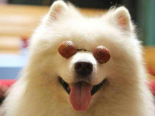 萨摩耶软糖空调房敷面膜,模样滑稽像换个犬种,妈妈看后捧腹大笑