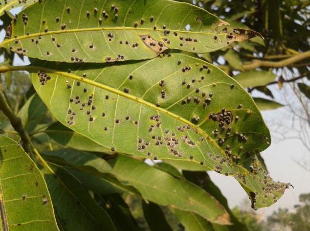 天热家里花卉长蚜虫,喷点"自制"灭虫剂,轻松解决