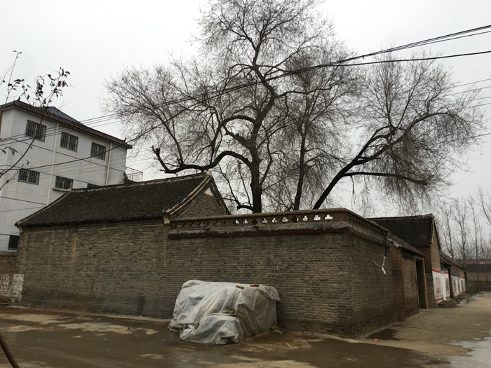 许家印省亲背后: 县政府抢修道路 冬夜路旁植绿化