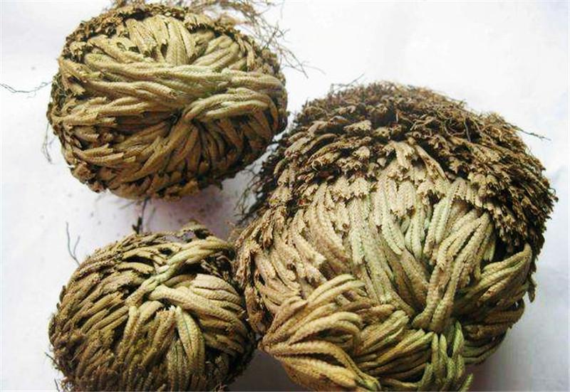 沙漠里会复活的草干旱时缩成干枯球状遇水就能长出绿叶