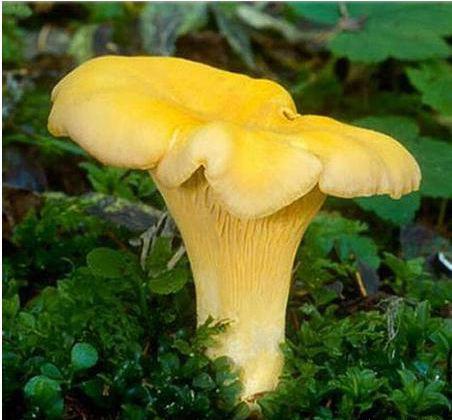 形如蛇皮的白色网格状,竹荪的子实体为雪白色,大小一般,菌盖为深绿色