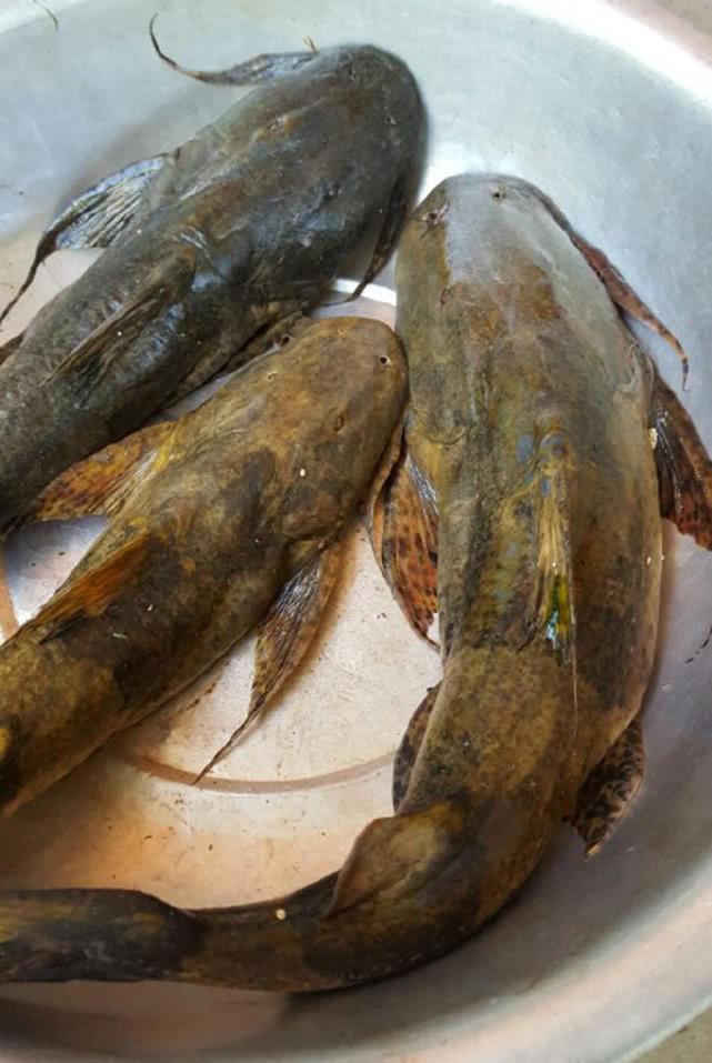 澜沧江里的猛鱼"面瓜鱼"能伏击一切路过比它小的鱼类