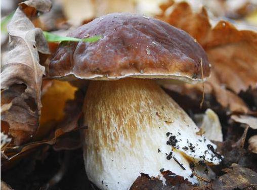 牛肝菌子实体很大,又圆又粗,菌盖光滑,呈淡白色,菌肉为白色,鲜品时有