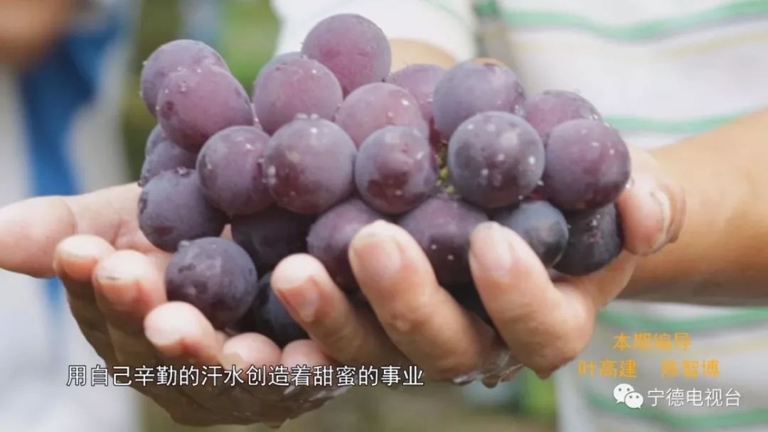 南国刺葡萄沟里有福安味道有幸福甜蜜的事业