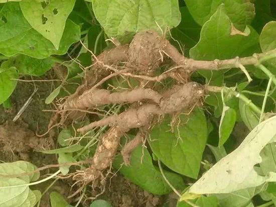 根像小孩子,很多农民拿来喂牛,实则是稀罕的大宝贝|何首乌|宝贝|小