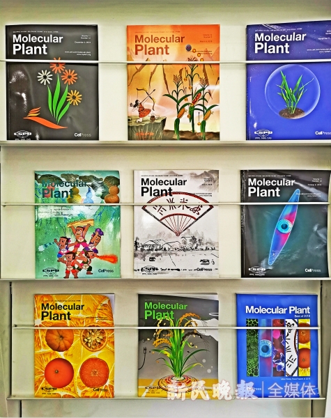 新房植物排行_女子出差回新房看到长满植物,让她又气又笑,网友:可以炖小鸡了(2)