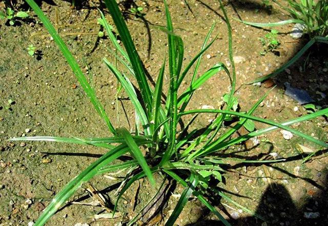 让农民头疼的头号杂草香附子,咋这么难根除?要这样防治!