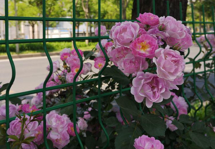 垂丝海棠蔷薇木蔷薇科植物,树高五米,叶片呈现椭圆形极具观赏性