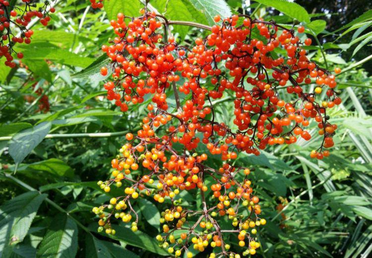 样子高大上像极枸杞,实则名叫"马尿烧",这种野草